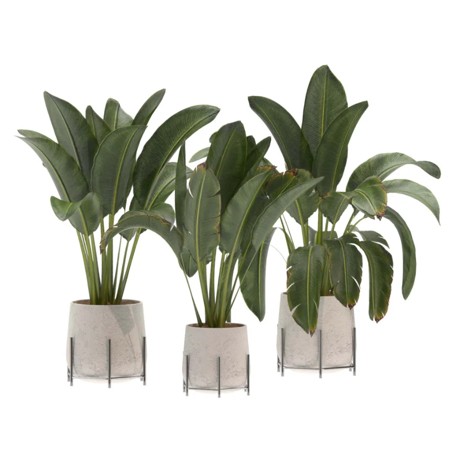 indoor-plant-016 - Image 1
