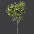 AV Plant Citrus Meyer Lemon Fruit Tree 01 - Thumbnail 6