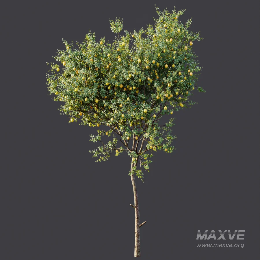 AV Plant Citrus Meyer Lemon Fruit Tree 01 - Image 6