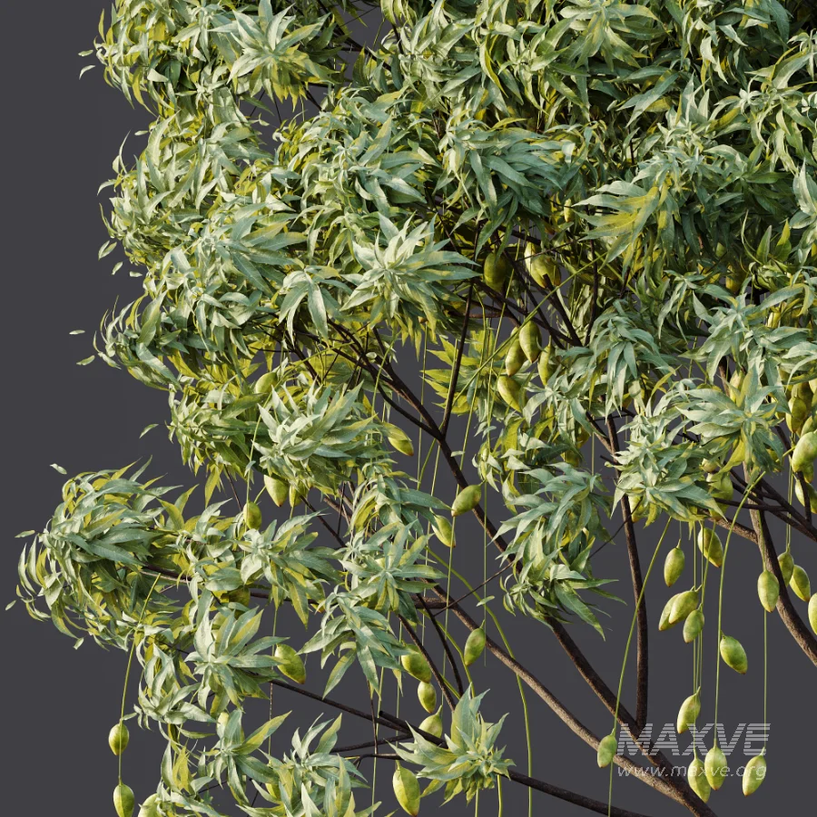 AV Plant Mangifera Indica Mango Fruit Tree 01 - Image 8