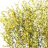 AV Plant Bush Common Broom Cytisus Scoparius 01 - Thumbnail 1