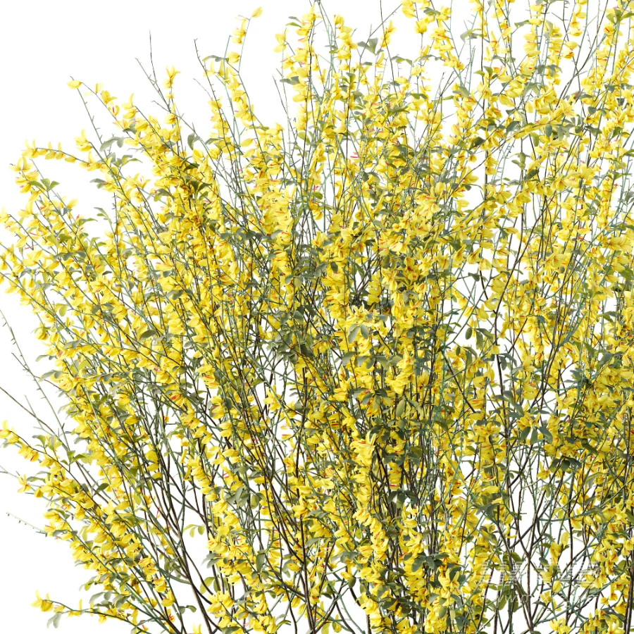 AV Plant Bush Common Broom Cytisus Scoparius 01 - Image 1
