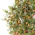 AV Plant Citrus Dancy Mandarin Tangerine Fruit Tree 01 - Thumbnail 1