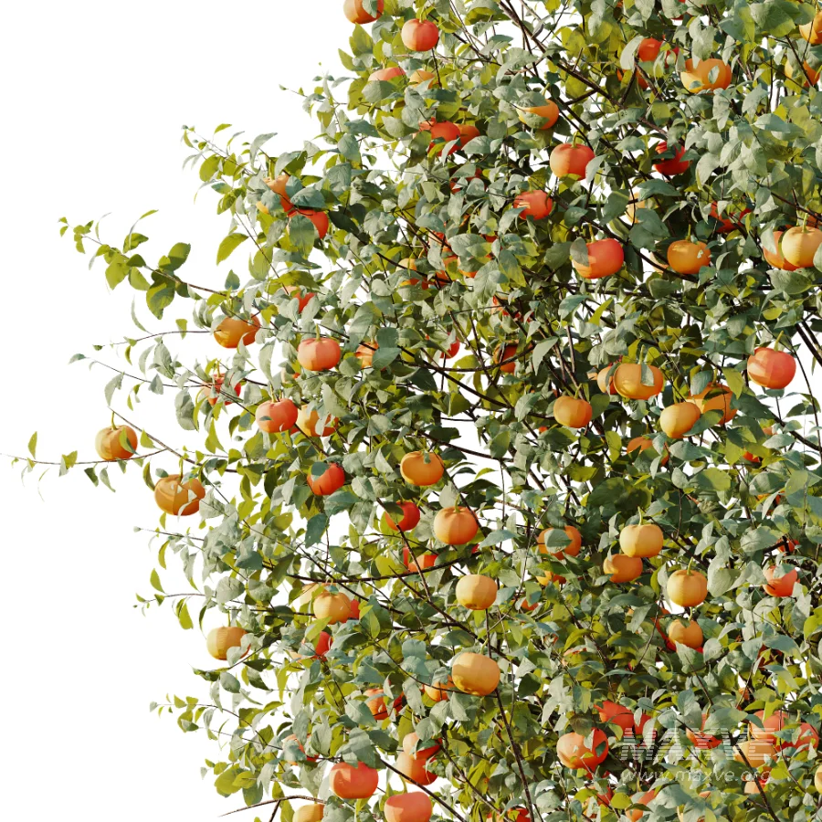 AV Plant Citrus Dancy Mandarin Tangerine Fruit Tree 01 - Image 1