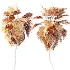 AV Plant Pritchardia Pacifica Palm Tree 01 - Thumbnail 6