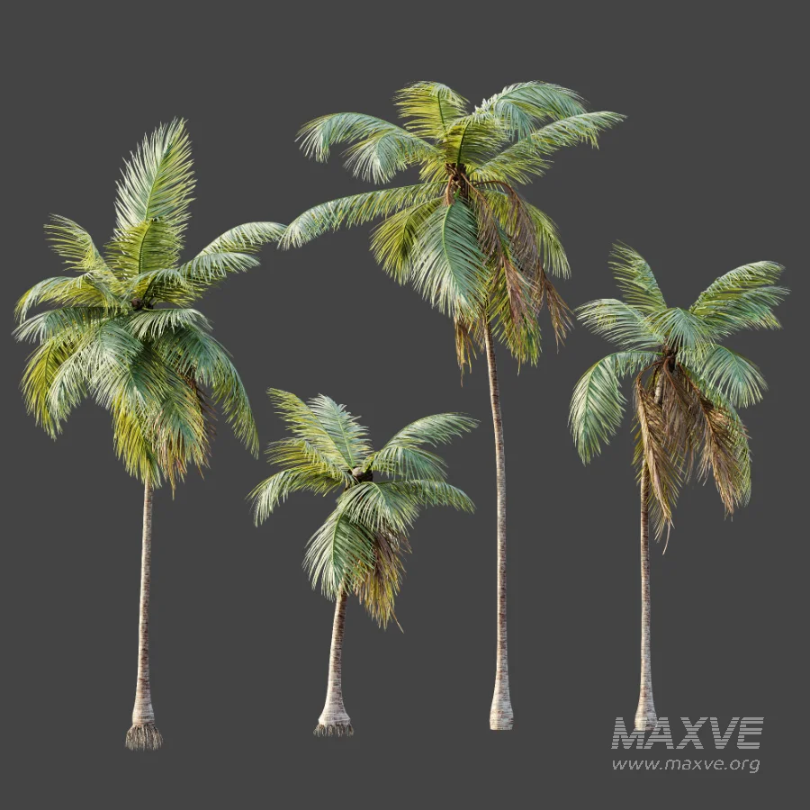 AV Plant Cocos Nucifera Palm Tree 01 - Image 5