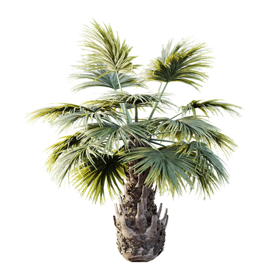 AV Plant Borassus Flabellifer 6 Palm Tree 03 - Image 5