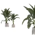 indoor-plant-017 - Thumbnail 2