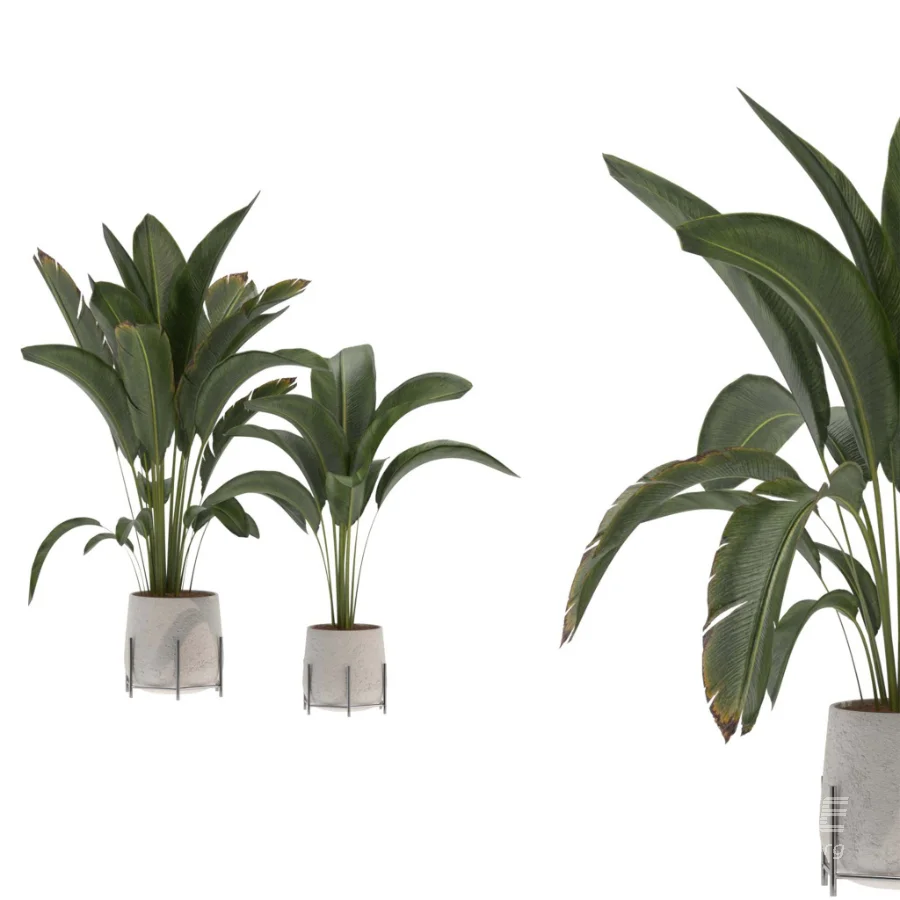 indoor-plant-017 - Image 2