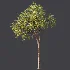 AV Plant Pear Pyrus Communis Fruit Tree 01 - Thumbnail 7