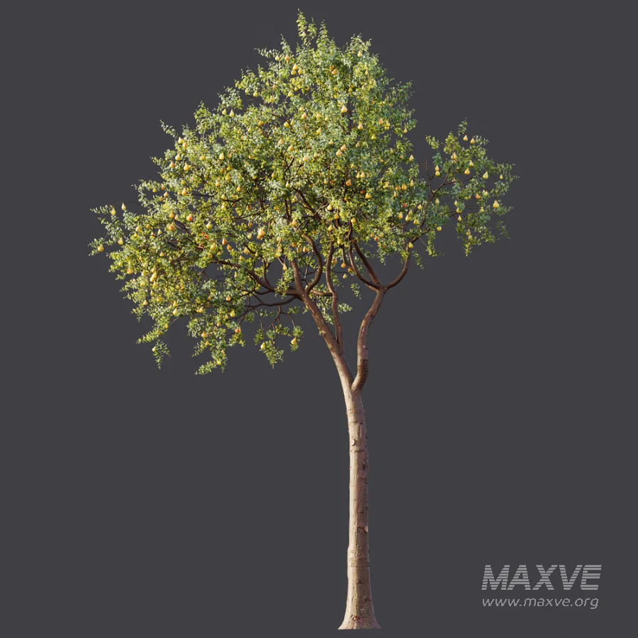AV Plant Pear Pyrus Communis Fruit Tree 01 - Image 7
