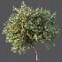 AV Plant Amygdalus Persica Peach Fruit Tree 01 - Thumbnail 7