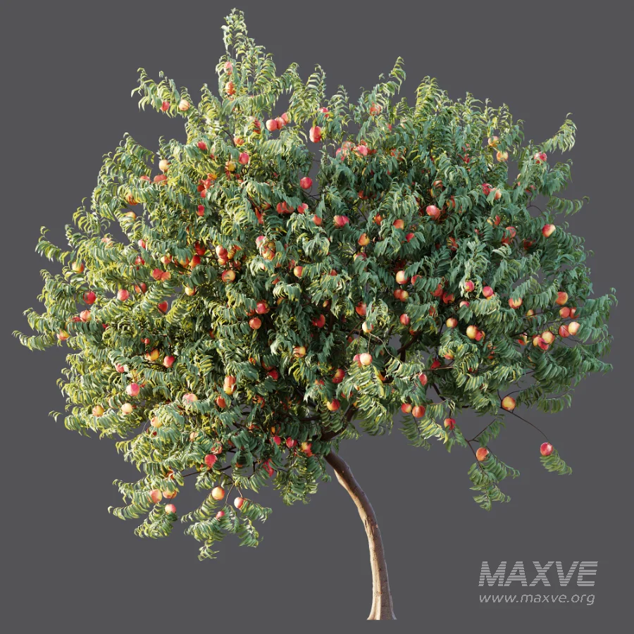 AV Plant Amygdalus Persica Peach Fruit Tree 01 - Image 7
