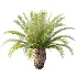 AV Plant Phoenix Canariensis Palm Tree 03 - Thumbnail 2