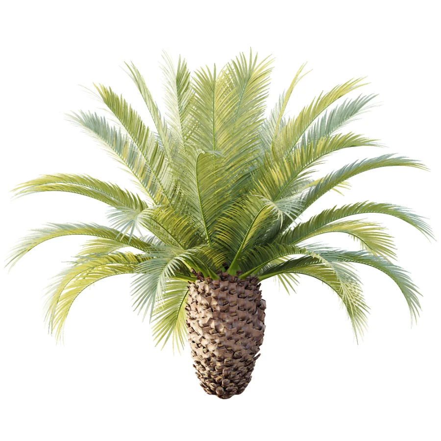 AV Plant Phoenix Canariensis Palm Tree 03 - Image 2