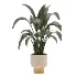 indoor-plant-025 - Thumbnail 3