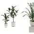 indoor-plant-018 - Thumbnail 2