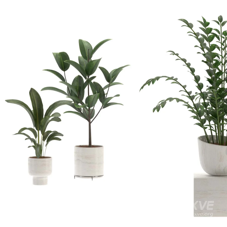 indoor-plant-018 - Image 2