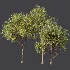 AV Plant Pear Pyrus Communis Fruit Tree 01 - Thumbnail 11