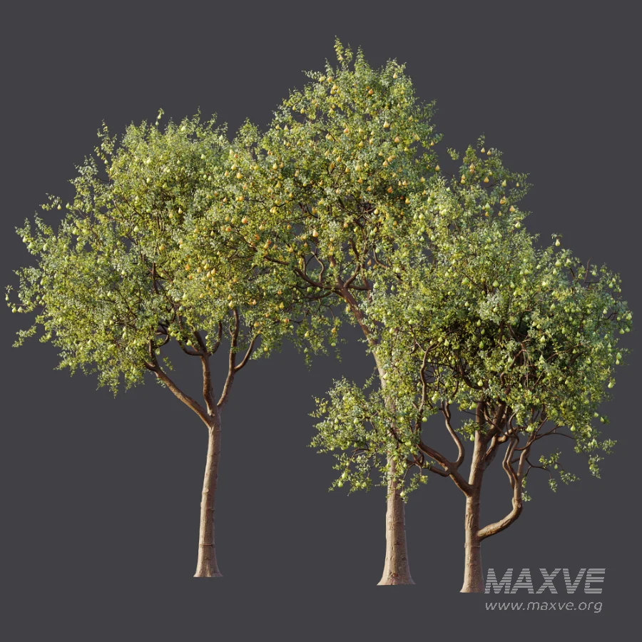 AV Plant Pear Pyrus Communis Fruit Tree 01 - Image 11
