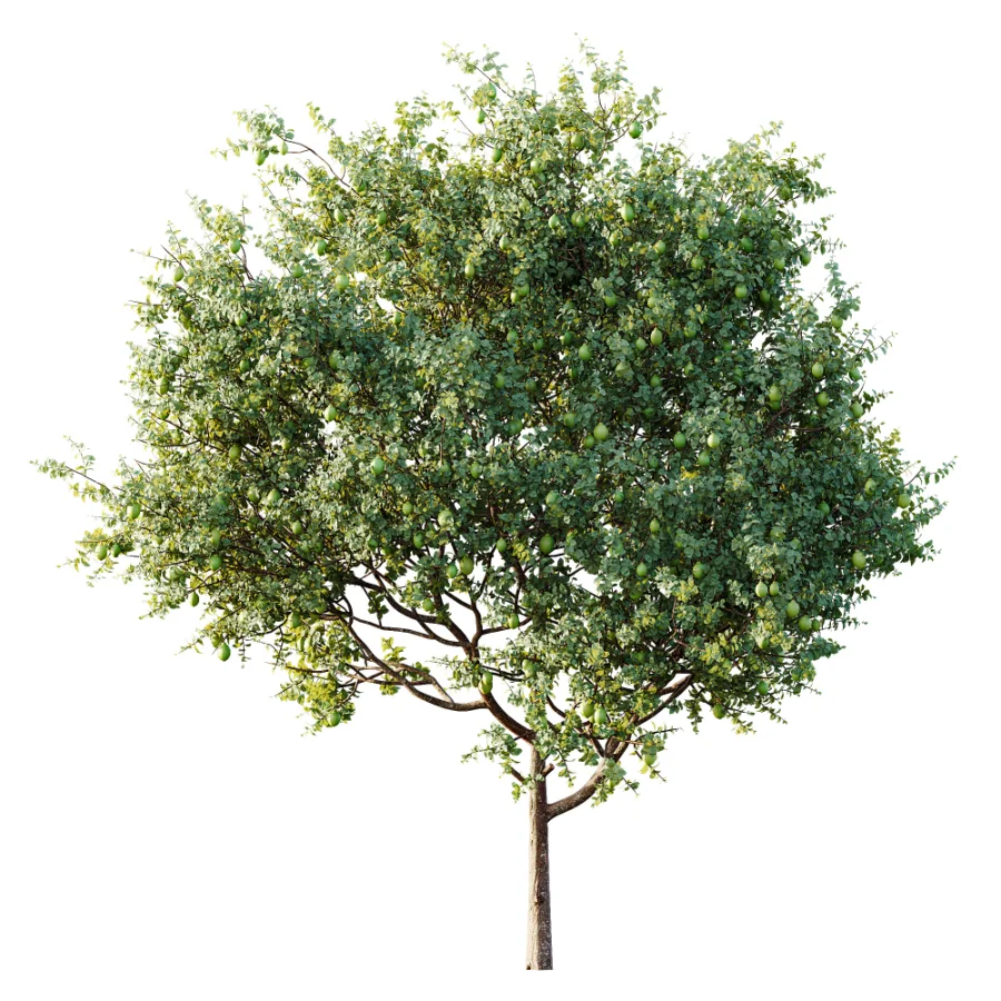 AV Plant Citrus Meyer Lemon Fruit Tree 01 - Image 4