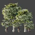 AV Plant Borassus Flabellifer 6 Palm Tree 03 - Thumbnail 10