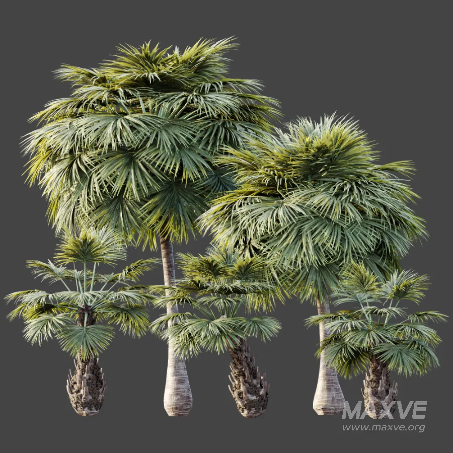 AV Plant Borassus Flabellifer 6 Palm Tree 03 - Image 10
