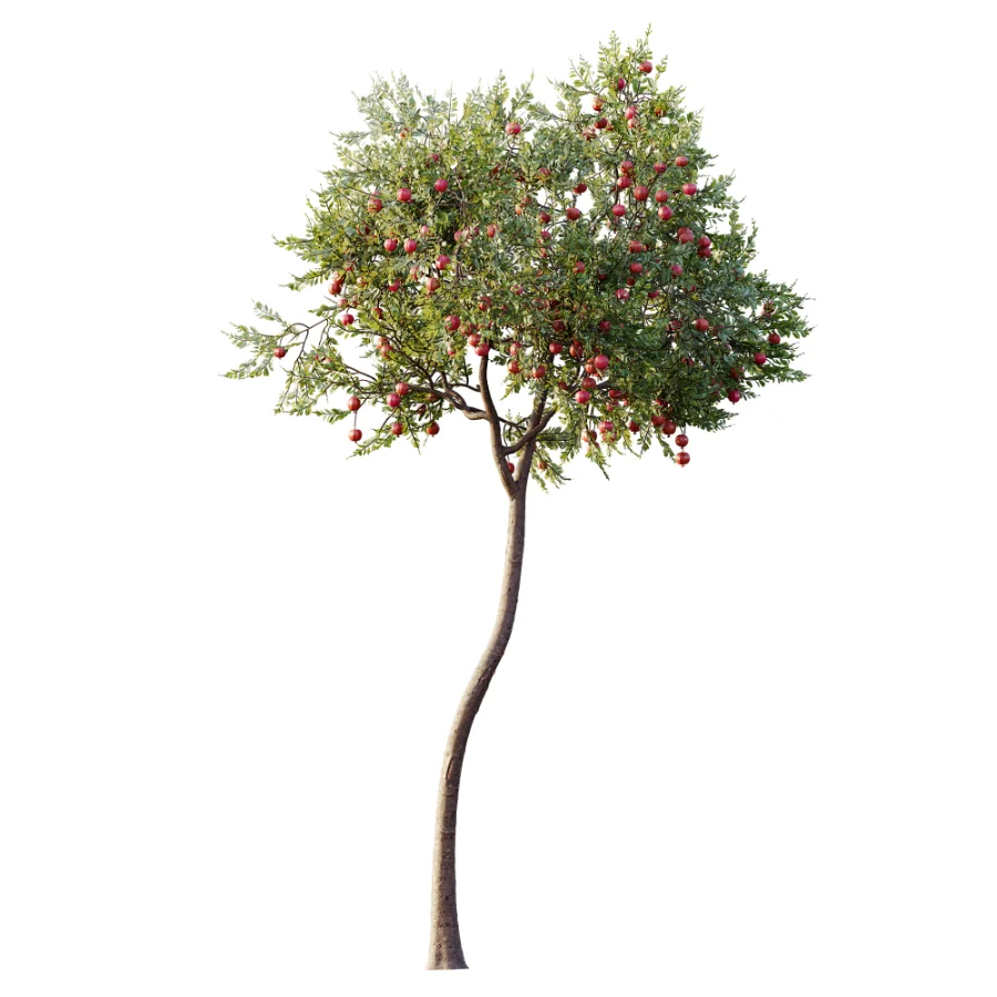 AV Plant Punica Granatum Pomegranate Fruit Tree 01 - Image 4