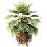 AV Plant Pritchardia Pacifica Palm Tree 01 - Thumbnail 1