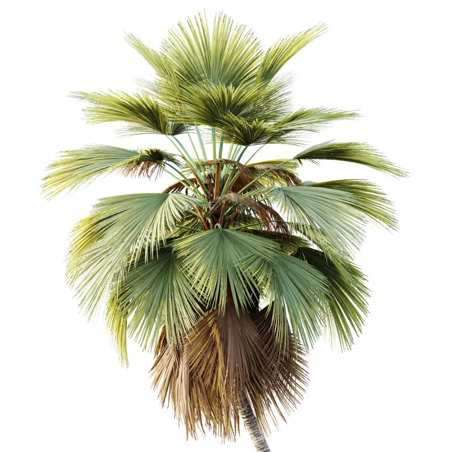 AV Plant Pritchardia Pacifica Palm Tree 01 - Image 1
