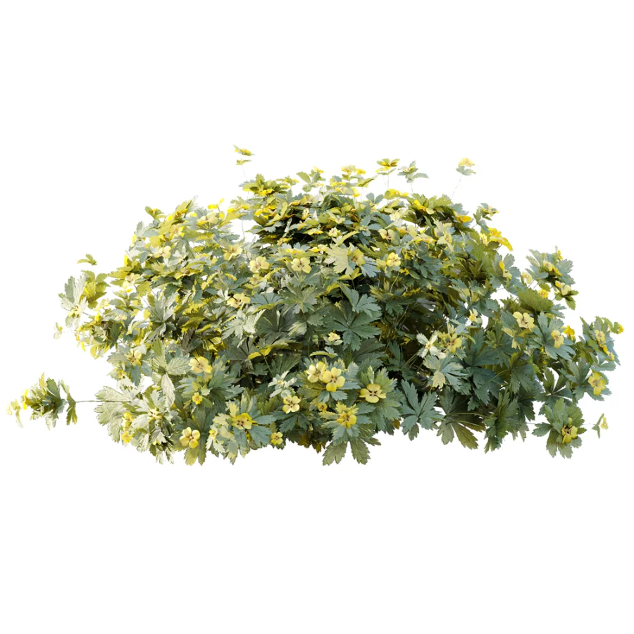 AV Plant Bush Tormentil Potentilla Erecta 01 - Image 3