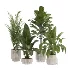 indoor-plant-014 - Thumbnail 2
