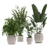 indoor-plant-019 - Thumbnail 2