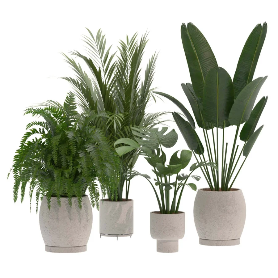 indoor-plant-019 - Image 2