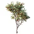 AV Plant Malus Pumila Apple Red Fruit Tree 01 - Thumbnail 4