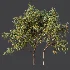 AV Plant Armeniaca Vulgaris Prunus Fruit Tree 01 - Thumbnail 7