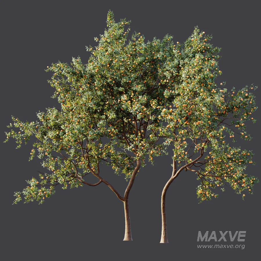 AV Plant Armeniaca Vulgaris Prunus Fruit Tree 01 - Image 7