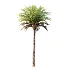 AV Plant Phoenix Canariensis Palm Tree 03 - Thumbnail 4