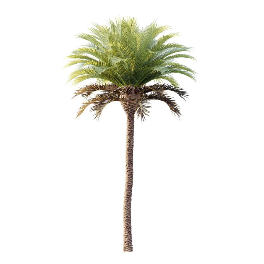 AV Plant Phoenix Canariensis Palm Tree 03 - Image 4