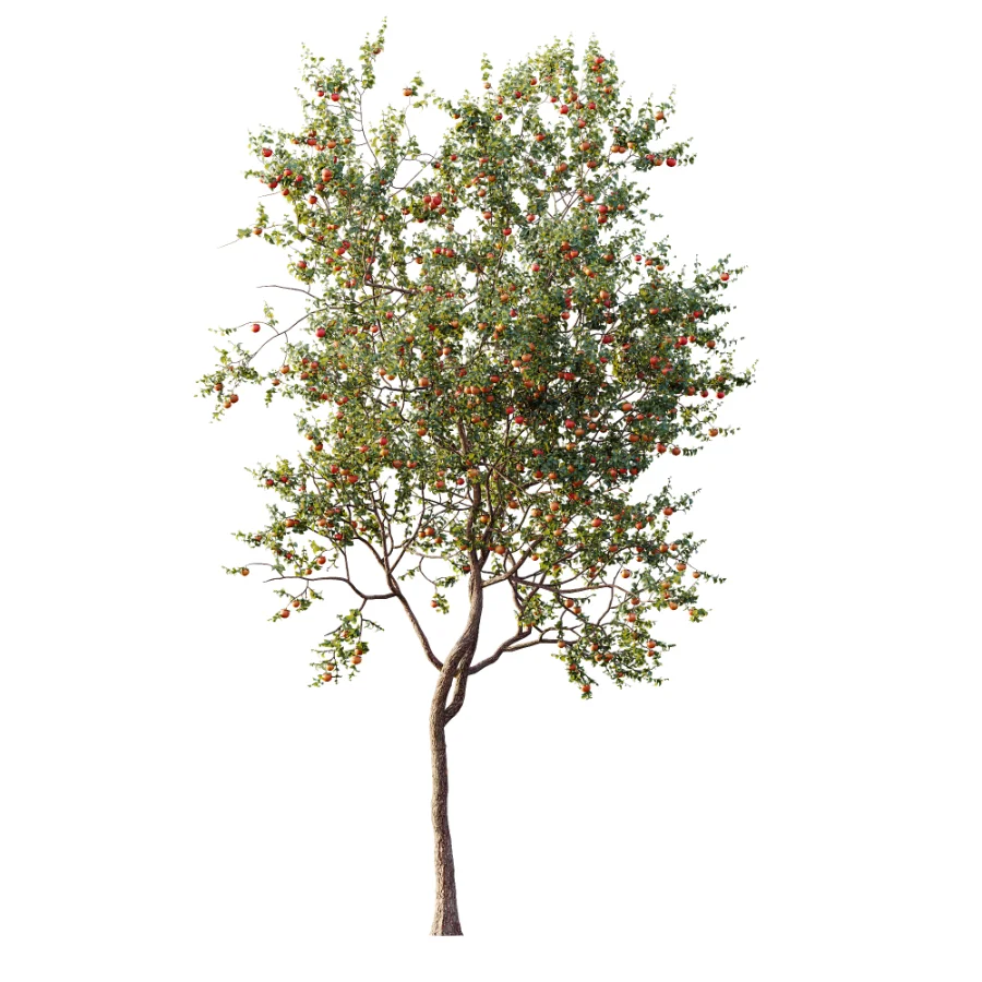 AV Plant Diospyros Kaki Persimmon Fruit Tree 01 - Image 3