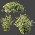 AV Plant Bush Tormentil Potentilla Erecta 01 - Thumbnail 6