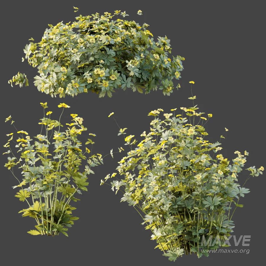 AV Plant Bush Tormentil Potentilla Erecta 01 - Image 6