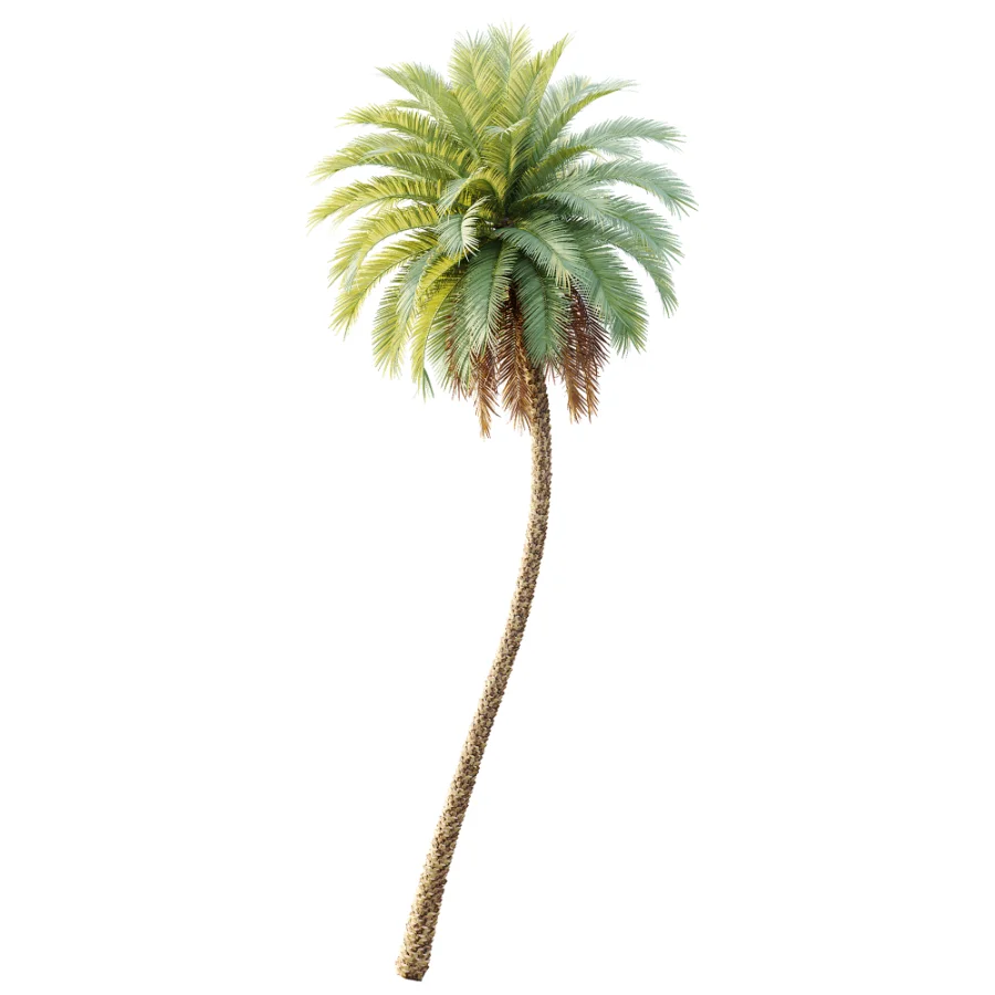 AV Plant Phoenix Sylvestris Palm Tree 01 - Image 2