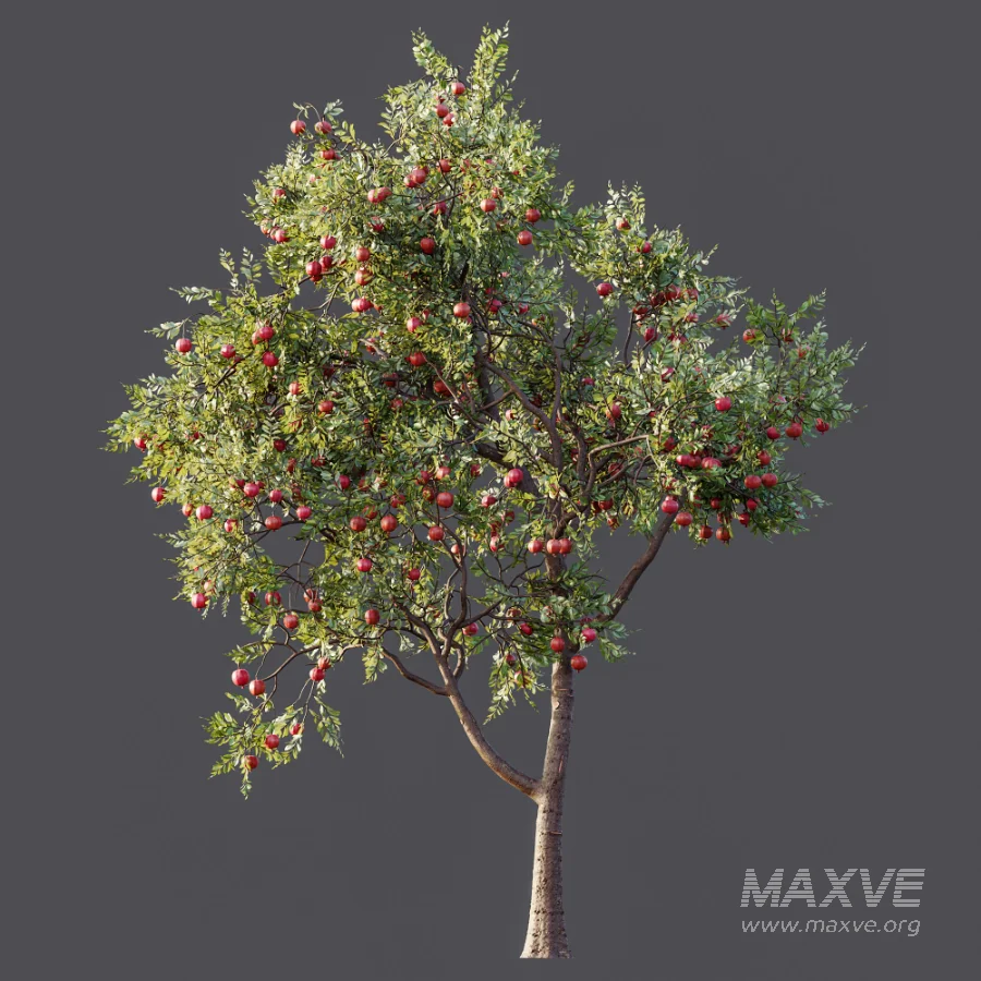 AV Plant Punica Granatum Pomegranate Fruit Tree 01 - Image 6