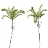 AV Plant Areca Catechu 6 Palm Trees 02 - Thumbnail 4