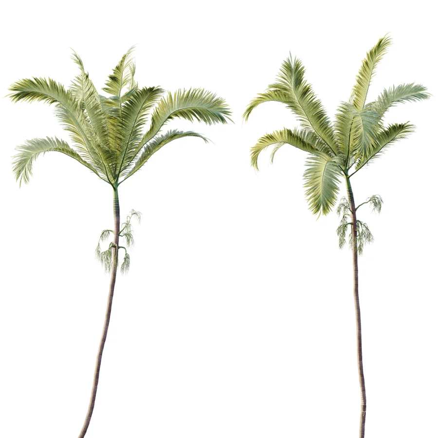 AV Plant Areca Catechu 6 Palm Trees 02 - Image 4