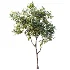 AV Plant Prunus Salicina Plum Pflaume Fruit Tree 01 - Thumbnail 5