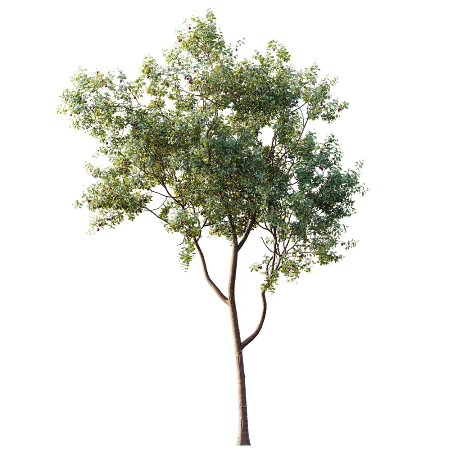AV Plant Prunus Salicina Plum Pflaume Fruit Tree 01 - Image 5