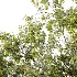 AV Plant Pear Pyrus Communis Fruit Tree 01 - Thumbnail 5
