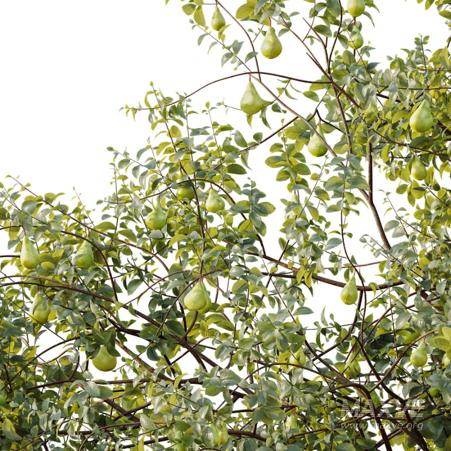 AV Plant Pear Pyrus Communis Fruit Tree 01 - Image 5